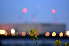 菜の花と灯り