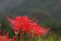 雨中のヒガンバナ