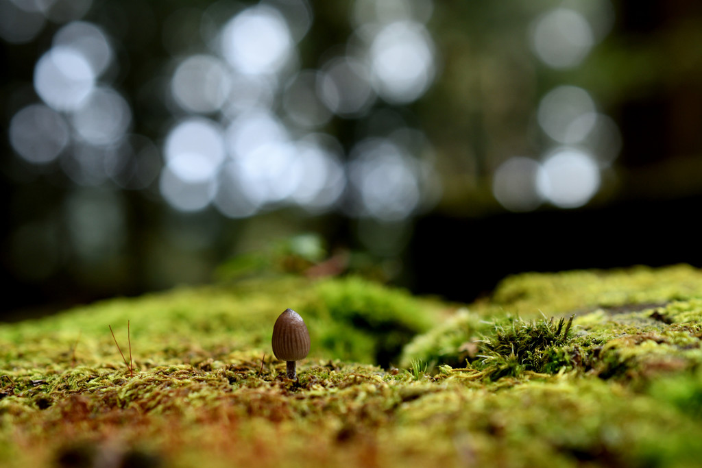 苔と団栗茸