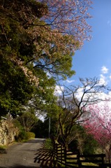 南河内の春