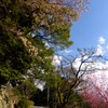 南河内の春
