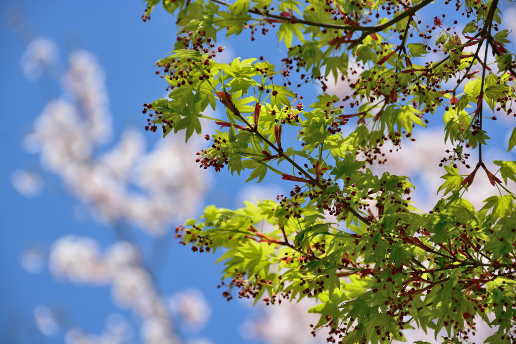 青葉に桜