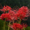 雨中に映える