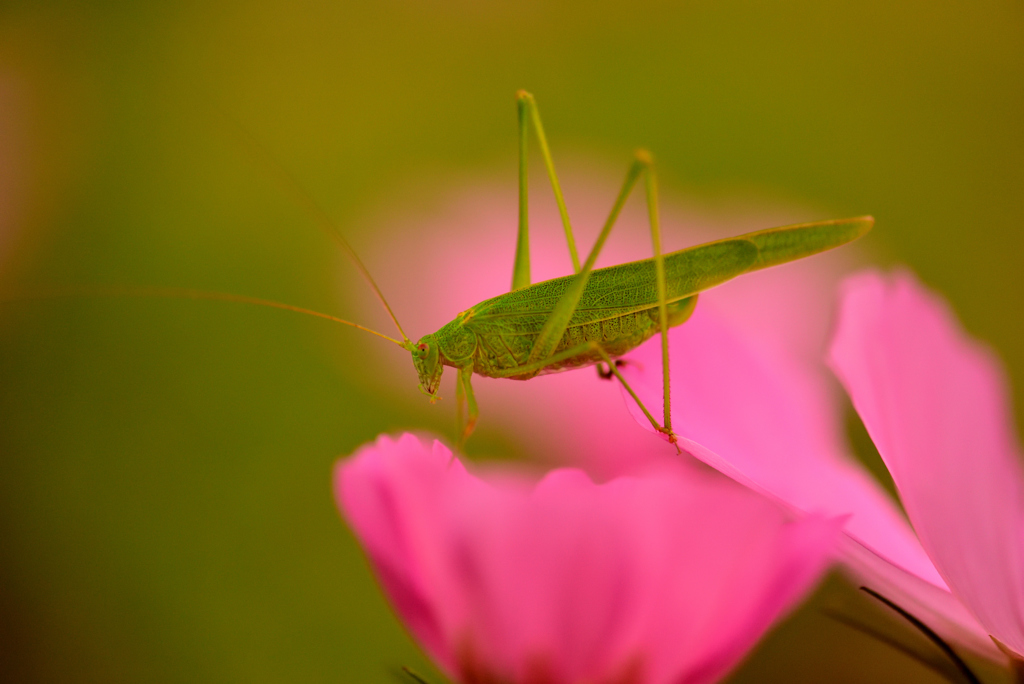 秋の花秋の虫