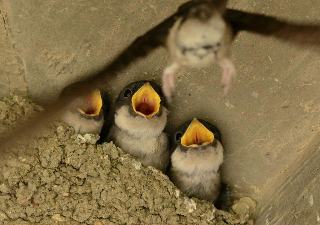 ツバメ３兄弟