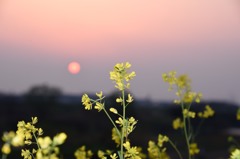 夕陽と菜の花