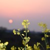 夕陽と菜の花