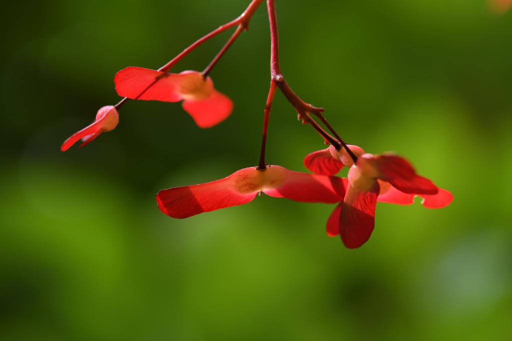 DSC_5845_11