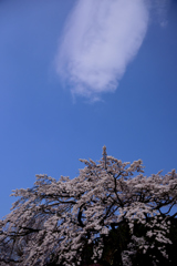 枝垂れ満開