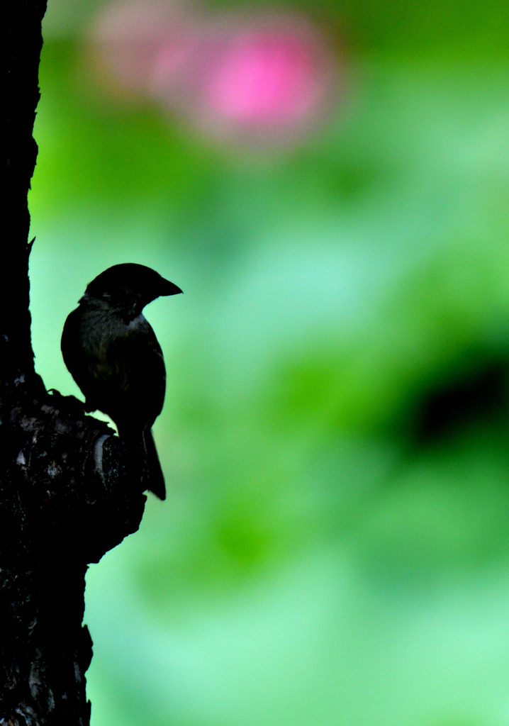 鳥さんシルエット