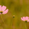 コスモス