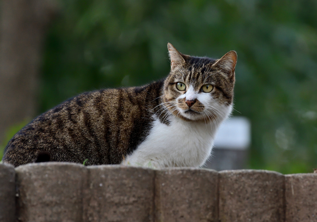 公園の猫