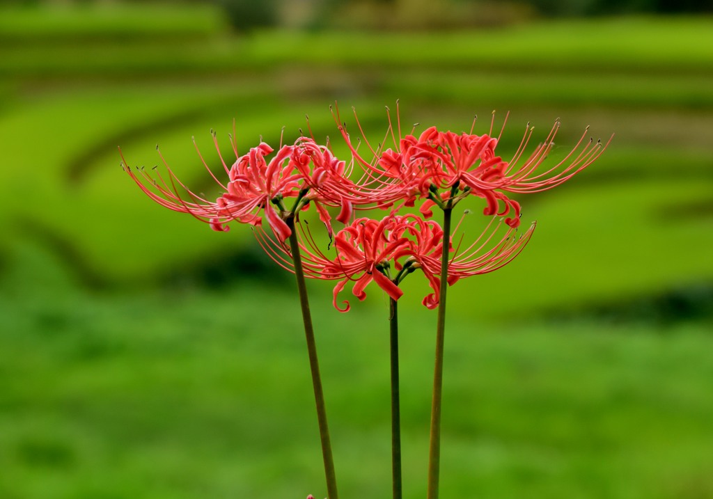 曼珠沙華三輪