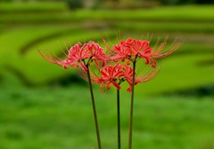 曼珠沙華三輪