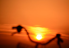 夕陽と自転車