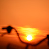 夕陽と自転車