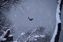 雪に舞う