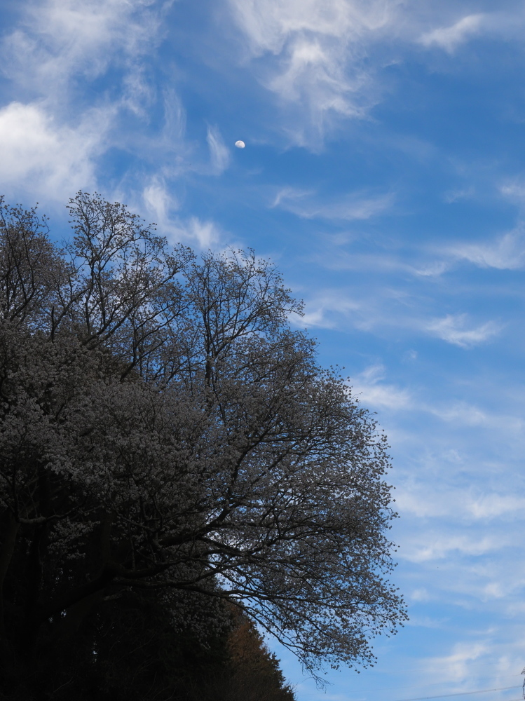 山桜と月