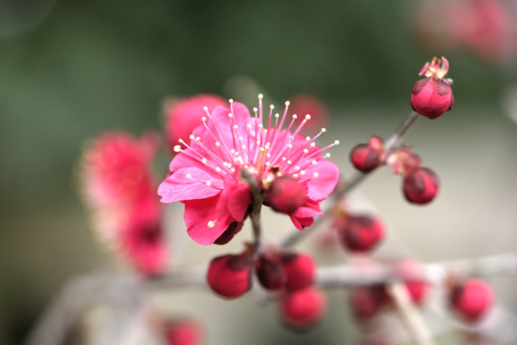花と蕾