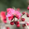 花と蕾