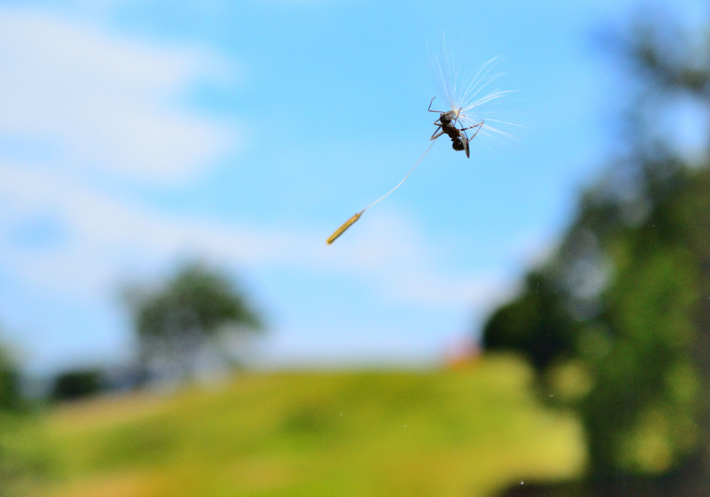 アリさん空を飛ぶ By Nobutama Id 762 写真共有サイト Photohito