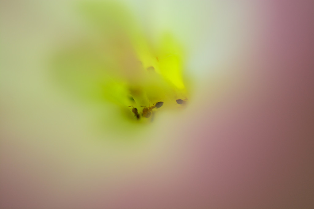 一つの世界