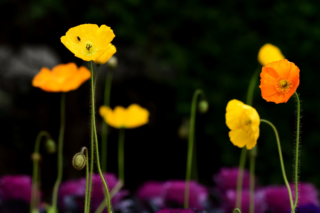 冬の花壇