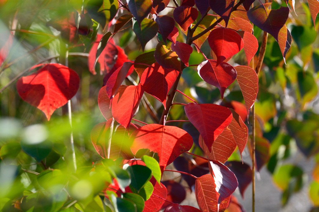 大和川紅葉