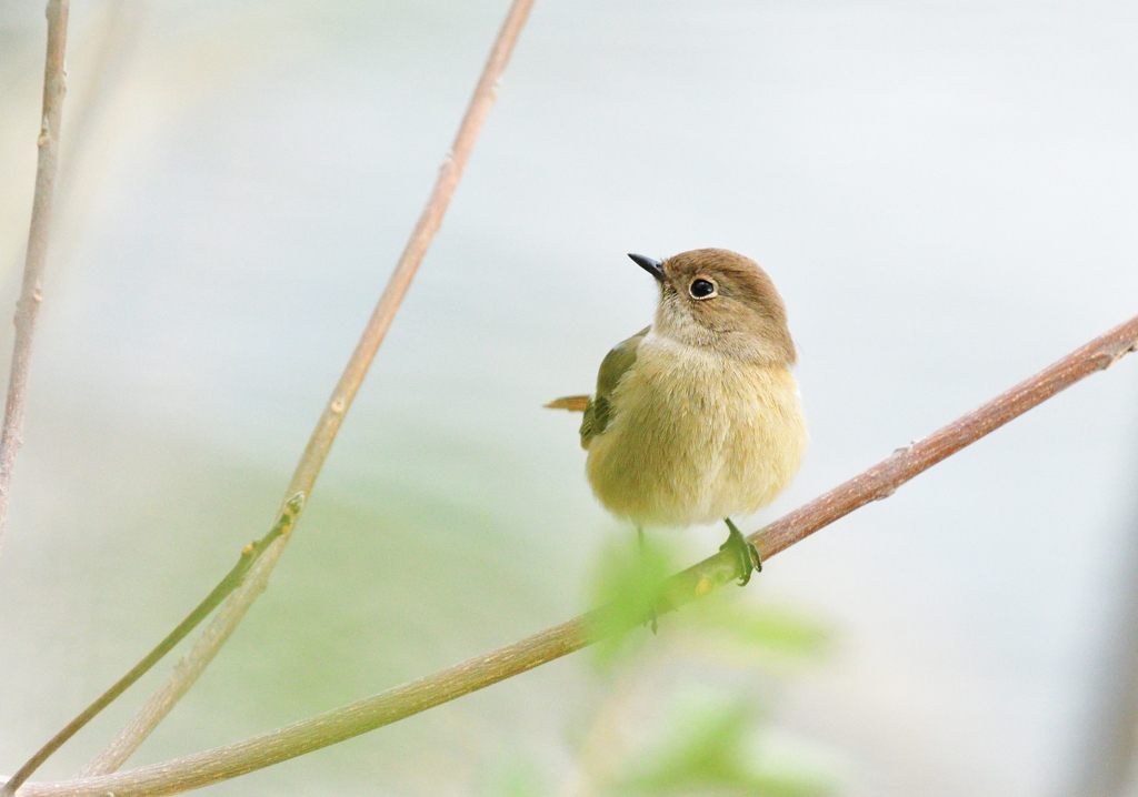 大和川のジョウビタキ♀