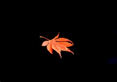 モミジ一葉　１