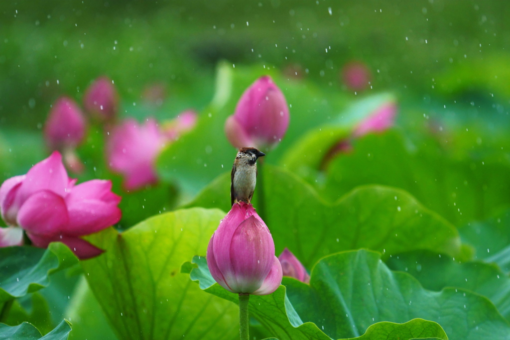 雨にも負けず