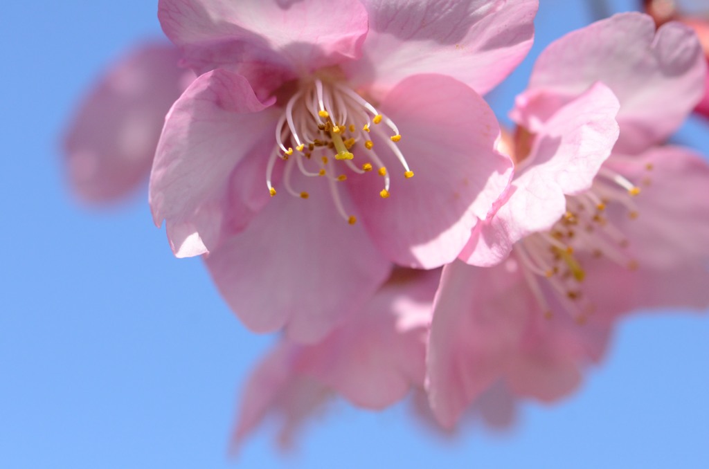 奈良の河津桜