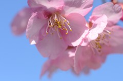奈良の河津桜