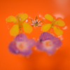 春の花