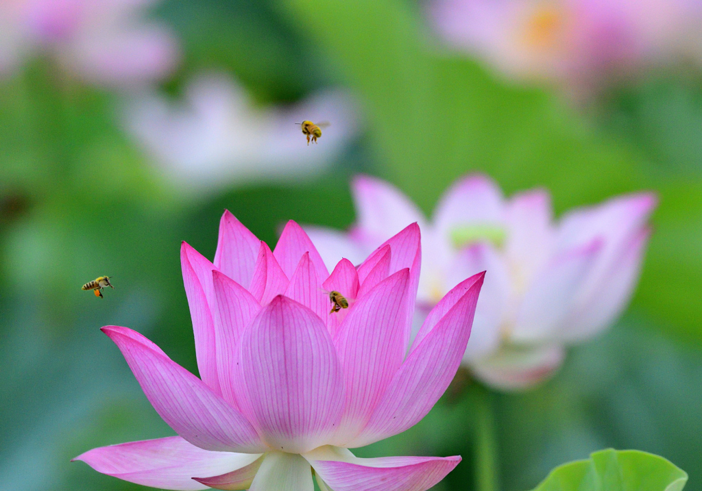 早朝のハス花