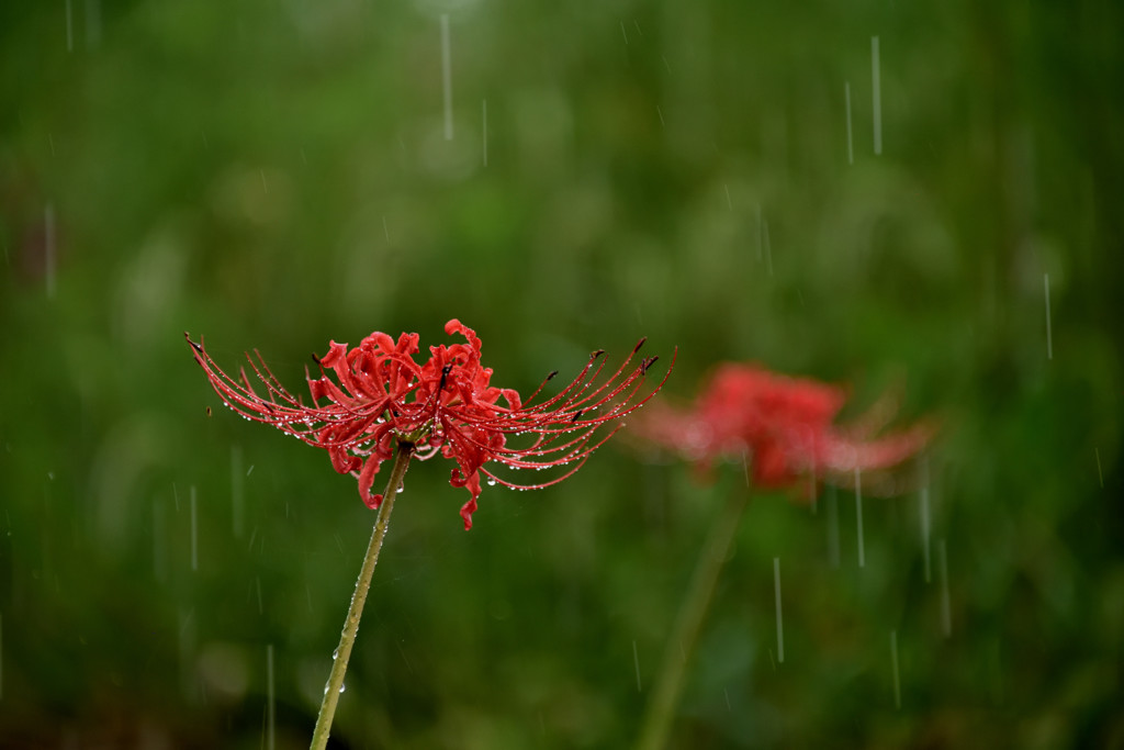 雨中