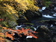 野迫川村の紅葉