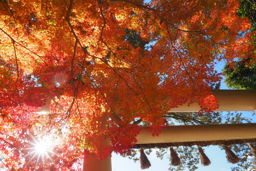 神社の紅葉