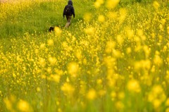 花の散歩道