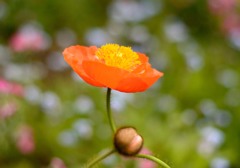花とつぼみ