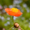 花とつぼみ