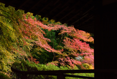 弘川寺の紅葉