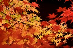 彩り