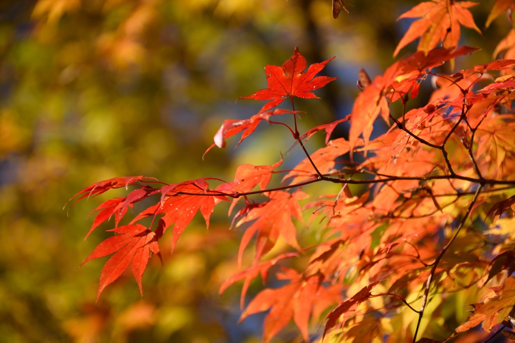 枝先より紅に