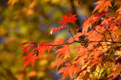 枝先より紅に