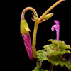 紫の花