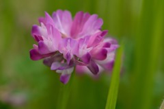 レンゲソウがいちりん