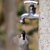 都会の水場