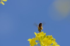 春が来た