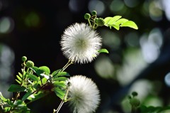 白い花火